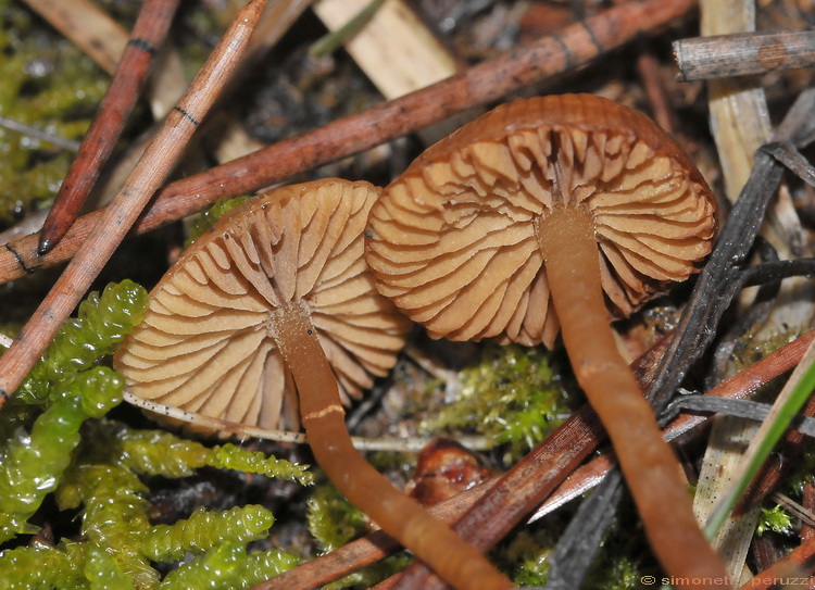 Galerina delle colline del Chianti 2